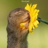 Sparfume